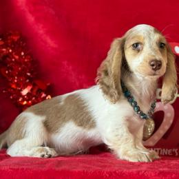 Denim - Chocolate and cream male Dachshund puppy in Lincoln, Arkansas from Red Dirt Dachshunds