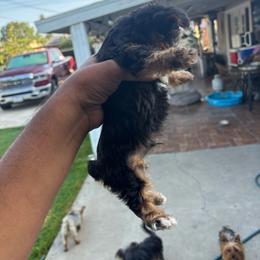 Puppy one - Blue and gold male Yorkshire Terrier puppy in Pomona, California from Carbajal Yorkshire Terriers