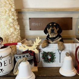 Dachshund Puppies from Victoria’s Dachshunds