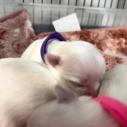 Pearl - White female Morkie puppy in Coats, North Carolina from Angie's Puppies