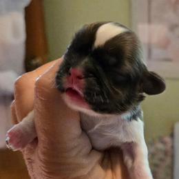 Baby Bates. - Tricolor male Shih Tzu puppy in Missouri from Farm Animal Mommy Shih tzu's Michalek Dog Breeder