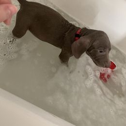 Weimaraner Puppies from Golden Hill’s Weimaraner’s