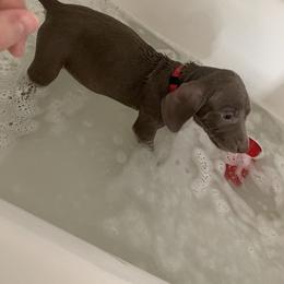 Weimaraner Puppies from Golden Hill’s Weimaraner’s