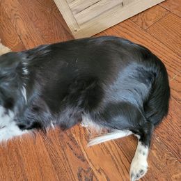 Roxie - Shetland Sheepdog