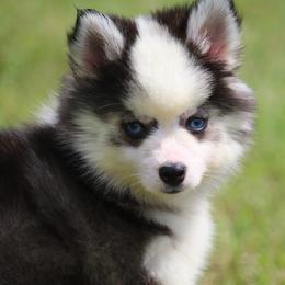 Skitty - Black and white female Pomsky puppy in Junction City, Ohio from JC Pups