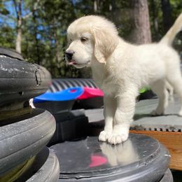 Golden Retriever Puppies from Smokey Mountain English Goldens