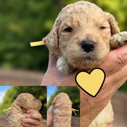 Yellow Collar - Red  female Goldendoodle puppy in Ringgold, Georgia from Sweet B’s Goldendoodles