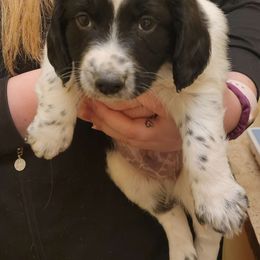 Boy 3 - Black and white English Springer Spaniel puppy in Dundas, Minnesota from Field Bred Springers
