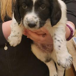 Boy 3 - Black and white English Springer Spaniel puppy in Dundas, Minnesota from Field Bred Springers