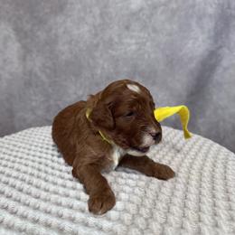 Girl 3 Pick- Med. Goldendoodle - Red  female Goldendoodle puppy in Piedmont, South Carolina from The Farm at Saluda Ridge