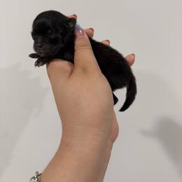 Moondancer - Black and tan female Pomeranian puppy in Eagle Pass, Texas from Texas Tumbleweed Poms