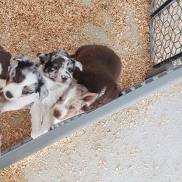 Miniature Australian Shepherd Puppies from Brown Family Aussies