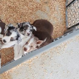 Miniature Australian Shepherd Puppies from Brown Family Aussies