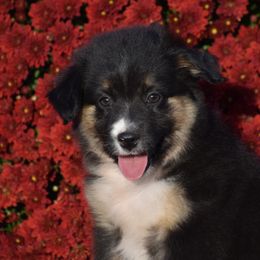 Abilene Rose - Black tri Miniature Australian Shepherd puppy in Redfield, Kansas from CY Ranch Aussies