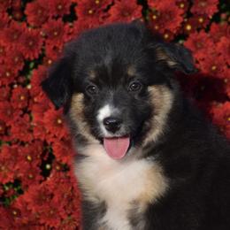 Abilene Rose - Black tri Miniature Australian Shepherd puppy in Redfield, Kansas from CY Ranch Aussies