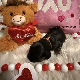 Tucker - Black and tan male Cavalier King Charles Spaniel puppy in Broken Arrow, Oklahoma from Cavalier King Charles Heartland