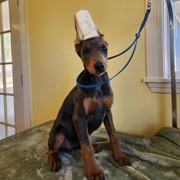 Wynonna - Blue and rust female Doberman Pinscher puppy in Clinton, Arkansas from Shakarri Irish Setters