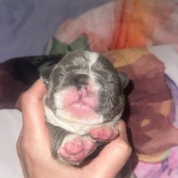 French Bulldog Puppies from Frenchie Wednesdays