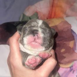 French Bulldog Puppies from Frenchie Wednesdays