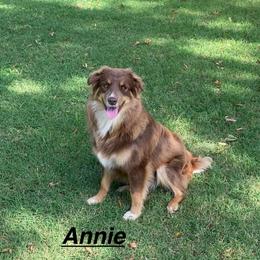 Annie - Miniature Australian Shepherd