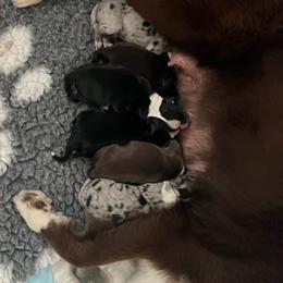 Small BBF - Black & white female Miniature Australian Shepherd puppy in Norco, California from River Springs Aussies