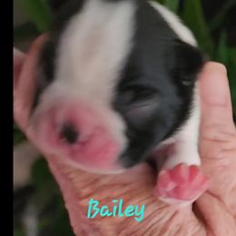 Bailey - Black and white male Boston Terrier puppy in Lexington, Indiana from NanzBostz