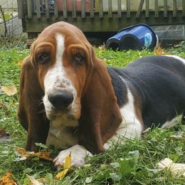 Basset Hounds from Laughery Valley Basset Hounds