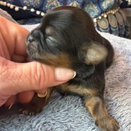 Dobi - Black and tan female Shih Tzu puppy in Citrus Heights, California from The Lion dog Shih Tzu