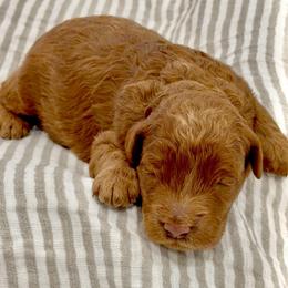 Boy 3250 Free Delivery - Red  male Goldendoodle puppy in Mayfield, Utah from Ruff Country Doodles