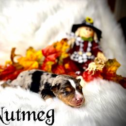 Nutmeg - Blue merle male Miniature Australian Shepherd puppy in Lubbock, Texas from Baby Storm Kennels
