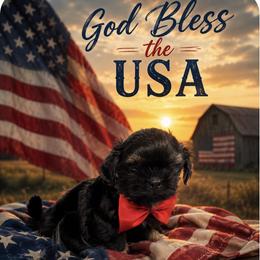 King louis - Black and tan male Shih Tzu puppy in Columbia, Kentucky from Lisa Bandy Luxe Shih Tzu