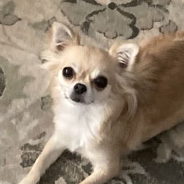 Claire - Chihuahua