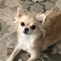 Claire - Chihuahua