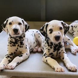 Dalmatian Puppies from Whispered Spots Dalmatians