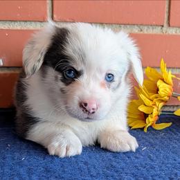 Janet - Blue merle and white female American Corgi puppy in Shawnee, Oklahoma from Sunray Ranch