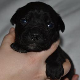 Blue - Black male Cane Corso puppy in Sault Ste Marie, Michigan from Willow Creek Cane Corsos
