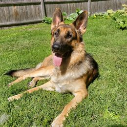 Kaiser - German Shepherd