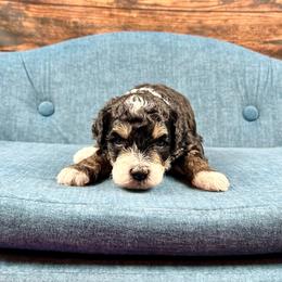 Ace - Tri-color male Bernedoodle puppy in Lancaster, Missouri from Cavapoo Acres