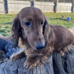 Dixie - Dachshund