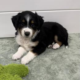 Zulu - Black tri-color female Aussiedoodle puppy in Heber City, Utah from Junipersdoodles