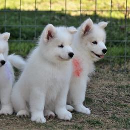 Samoyed Puppies from ArticCross Samoyeds