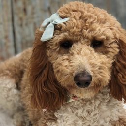 Baby Dog - Goldendoodle
