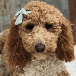 Baby Dog - Goldendoodle