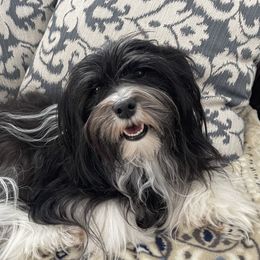 Poppy - Havanese