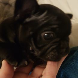 French Bulldogs from Bells Frenchies