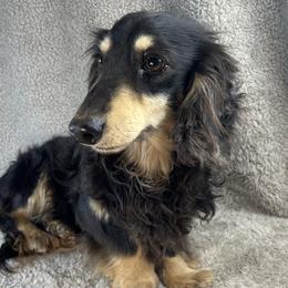 Chap - Dachshund