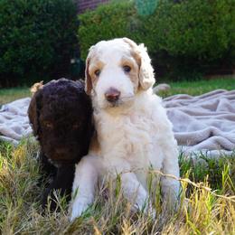 Poodle puppies from Palace Pups NTX