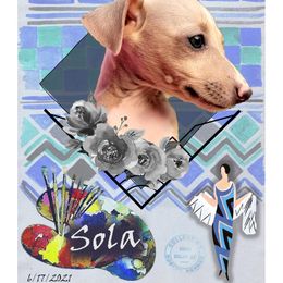 Sonia - Italian Greyhound puppy in Virginia from Selah Kennel