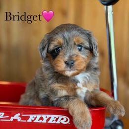 Bridget - Blue merle female Aussiedoodle puppy in Lancaster, Minnesota from Finney Ranch