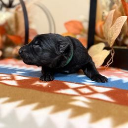 Dark Green - Black male German Shepherd puppy in Columbus, Georgia from Blue Phoenix Shepherds